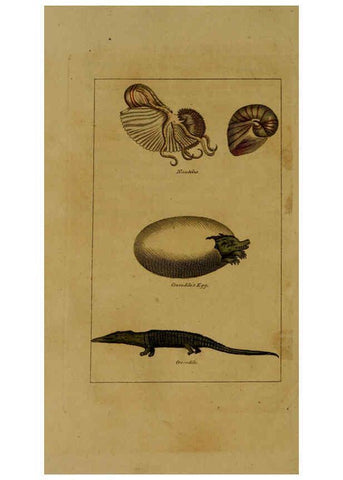 Reproducción/Reproduction 6299243468: Natural history of birds, fish, insects, and reptiles London,Printed for the Proprietor and sold by H. D. Symonds,1808