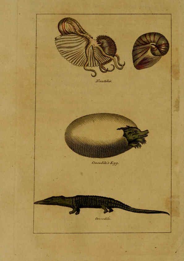 Reproducción/Reproduction 6299243468: Natural history of birds, fish, insects, and reptiles London,Printed for the Proprietor and sold by H. D. Symonds,1808