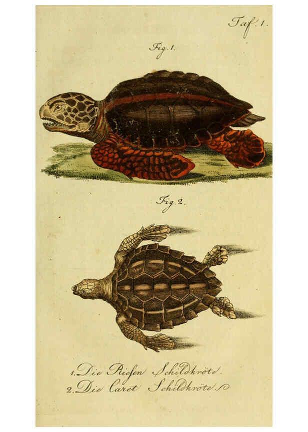 Reproducción/Reproduction 6299295122: Herrn de la Cepede's Naturgeschichte der Amphibien. v.1. Weimar :Verlage des Industrie = Comptoir's,1800-1802