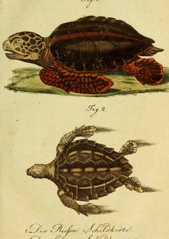 Reproducción/Reproduction 6299295122: Herrn de la Cepede's Naturgeschichte der Amphibien. v.1. Weimar :Verlage des Industrie = Comptoir's,1800-1802