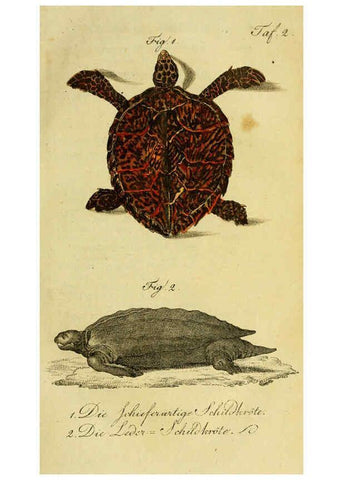 Reproducción/Reproduction 6299295518: Herrn de la Cepede's Naturgeschichte der Amphibien. v.1. Weimar :Verlage des Industrie = Comptoir's,1800-1802