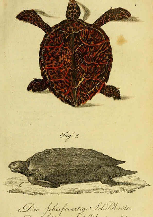 Reproducción/Reproduction 6299295518: Herrn de la Cepede's Naturgeschichte der Amphibien. v.1. Weimar :Verlage des Industrie = Comptoir's,1800-1802