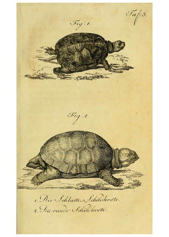 Reproducción/Reproduction 6299295962: Herrn de la Cepede's Naturgeschichte der Amphibien. v.1. Weimar :Verlage des Industrie = Comptoir's,1800-1802