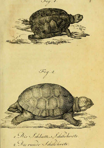 Reproducción/Reproduction 6299295962: Herrn de la Cepede's Naturgeschichte der Amphibien. v.1. Weimar :Verlage des Industrie = Comptoir's,1800-1802