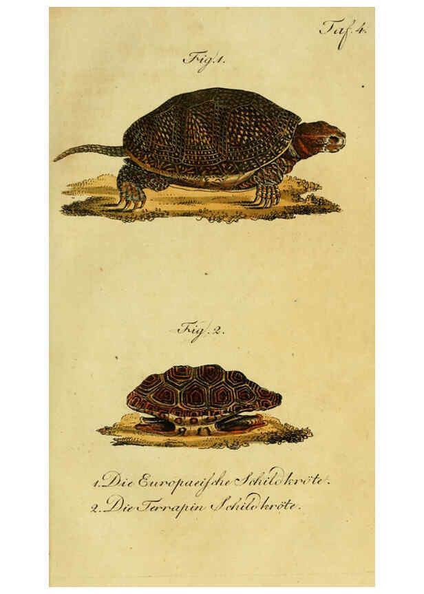 Reproducción/Reproduction 6299296372: Herrn de la Cepede's Naturgeschichte der Amphibien. v.1. Weimar :Verlage des Industrie = Comptoir's,1800-1802