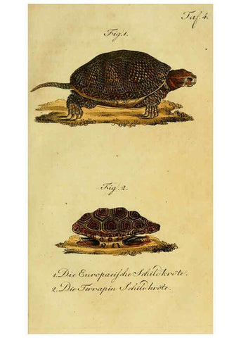 Reproducción/Reproduction 6299296372: Herrn de la Cepede's Naturgeschichte der Amphibien. v.1. Weimar :Verlage des Industrie = Comptoir's,1800-1802