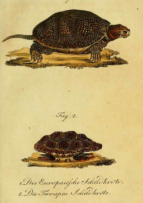 Reproducción/Reproduction 6299296372: Herrn de la Cepede's Naturgeschichte der Amphibien. v.1. Weimar :Verlage des Industrie = Comptoir's,1800-1802