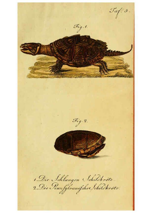 Reproducción/Reproduction 6298763755: Herrn de la Cepede's Naturgeschichte der Amphibien. v.1. Weimar :Verlage des Industrie = Comptoir's,1800-1802