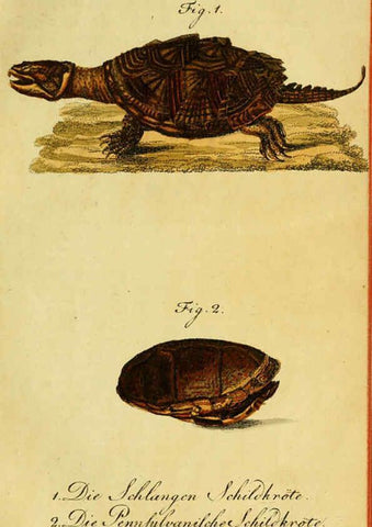 Reproducción/Reproduction 6298763755: Herrn de la Cepede's Naturgeschichte der Amphibien. v.1. Weimar :Verlage des Industrie = Comptoir's,1800-1802