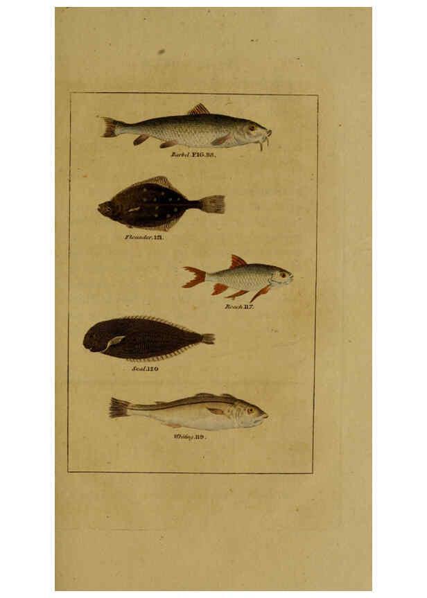 Reproducción/Reproduction 6298708457: Natural history of birds, fish, insects, and reptiles London,Printed for the Proprietor and sold by H. D. Symonds,1808