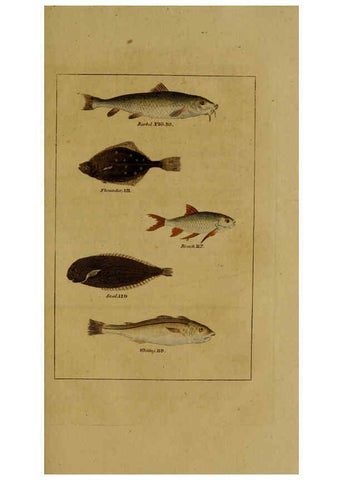 Reproducción/Reproduction 6298708457: Natural history of birds, fish, insects, and reptiles London,Printed for the Proprietor and sold by H. D. Symonds,1808
