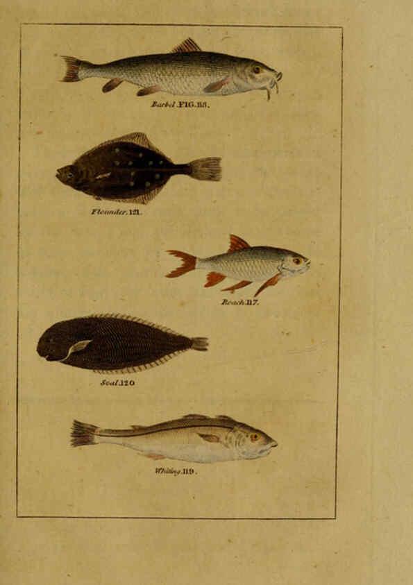 Reproducción/Reproduction 6298708457: Natural history of birds, fish, insects, and reptiles London,Printed for the Proprietor and sold by H. D. Symonds,1808