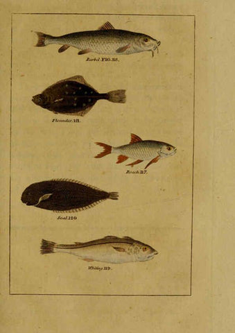 Reproducción/Reproduction 6298708457: Natural history of birds, fish, insects, and reptiles London,Printed for the Proprietor and sold by H. D. Symonds,1808