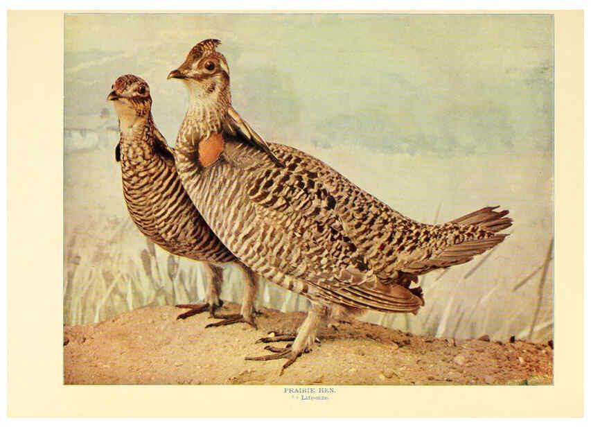 Reproducción/Reproduction 6301741431: Birds that hunt and are hunted New York :Doubleday, Page & Co.,1902, c1898