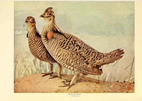 Reproducción/Reproduction 6301741431: Birds that hunt and are hunted New York :Doubleday, Page & Co.,1902, c1898