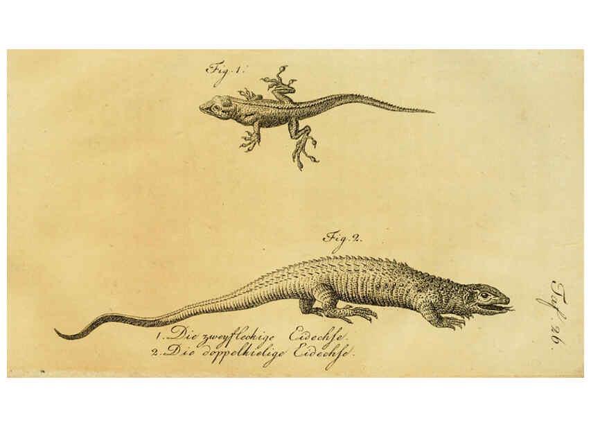 Reproducción/Reproduction 6299305372: Herrn de la Cepede's Naturgeschichte der Amphibien. v.1. Weimar :Verlage des Industrie = Comptoir's,1800-1802