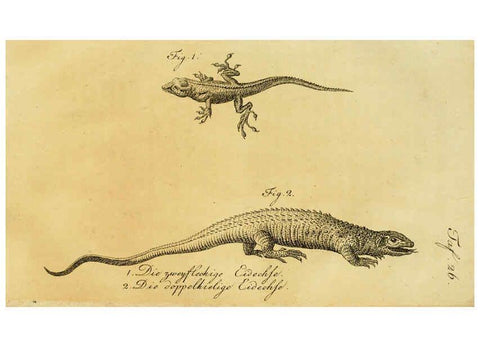 Reproducción/Reproduction 6299305372: Herrn de la Cepede's Naturgeschichte der Amphibien. v.1. Weimar :Verlage des Industrie = Comptoir's,1800-1802