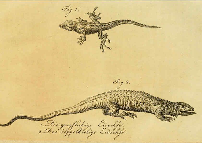 Reproducción/Reproduction 6299305372: Herrn de la Cepede's Naturgeschichte der Amphibien. v.1. Weimar :Verlage des Industrie = Comptoir's,1800-1802