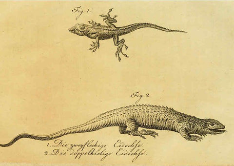 Reproducción/Reproduction 6299305372: Herrn de la Cepede's Naturgeschichte der Amphibien. v.1. Weimar :Verlage des Industrie = Comptoir's,1800-1802