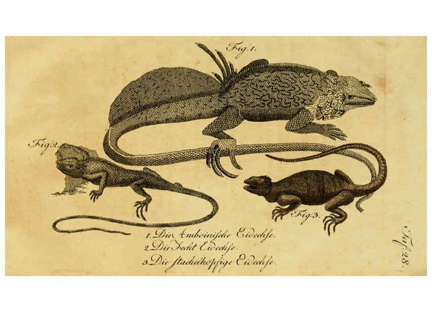 Reproducción/Reproduction 6299306196: Herrn de la Cepede's Naturgeschichte der Amphibien. v.1. Weimar :Verlage des Industrie = Comptoir's,1800-1802
