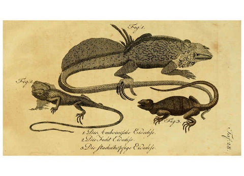 Reproducción/Reproduction 6299306196: Herrn de la Cepede's Naturgeschichte der Amphibien. v.1. Weimar :Verlage des Industrie = Comptoir's,1800-1802
