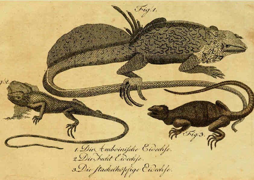 Reproducción/Reproduction 6299306196: Herrn de la Cepede's Naturgeschichte der Amphibien. v.1. Weimar :Verlage des Industrie = Comptoir's,1800-1802