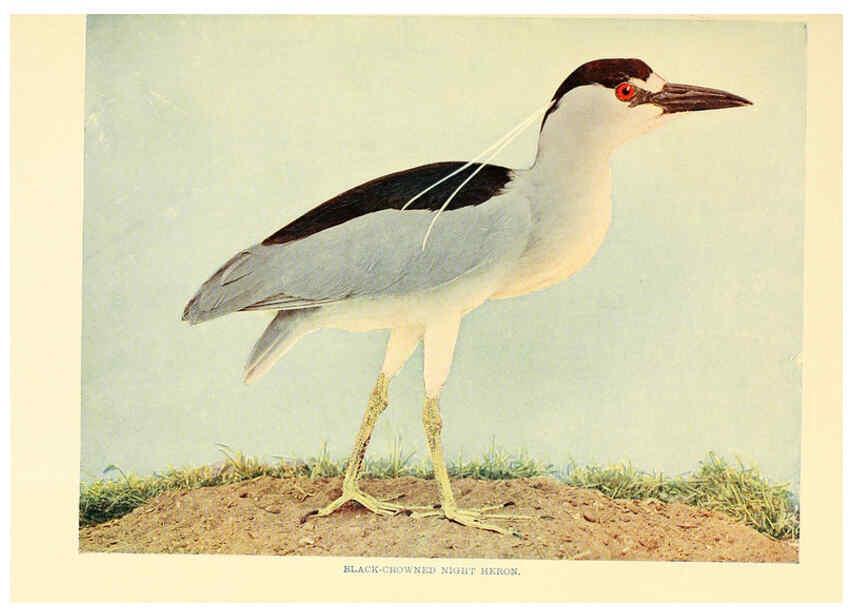 Reproducción/Reproduction 6301738017: Birds that hunt and are hunted New York :Doubleday, Page & Co.,1902, c1898