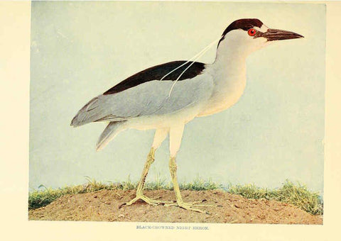 Reproducción/Reproduction 6301738017: Birds that hunt and are hunted New York :Doubleday, Page & Co.,1902, c1898