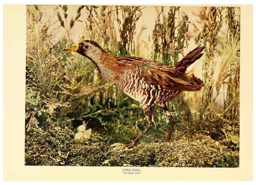 Reproducción/Reproduction 6301738223: Birds that hunt and are hunted New York :Doubleday, Page & Co.,1902, c1898