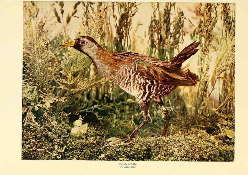 Reproducción/Reproduction 6301738223: Birds that hunt and are hunted New York :Doubleday, Page & Co.,1902, c1898