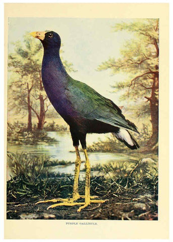 Reproducción/Reproduction 6301738489: Birds that hunt and are hunted New York :Doubleday, Page & Co.,1902, c1898