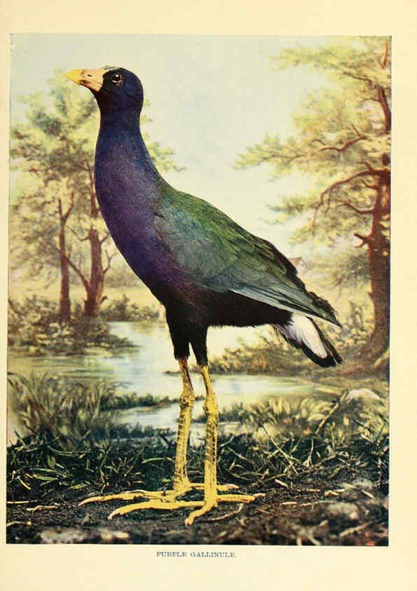 Reproducción/Reproduction 6301738489: Birds that hunt and are hunted New York :Doubleday, Page & Co.,1902, c1898