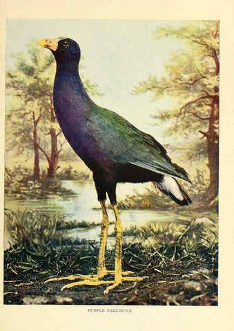 Reproducción/Reproduction 6301738489: Birds that hunt and are hunted New York :Doubleday, Page & Co.,1902, c1898