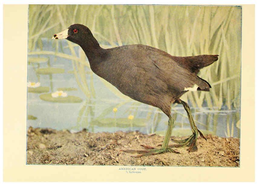 Reproducción/Reproduction 6302264658: Birds that hunt and are hunted New York :Doubleday, Page & Co.,1902, c1898