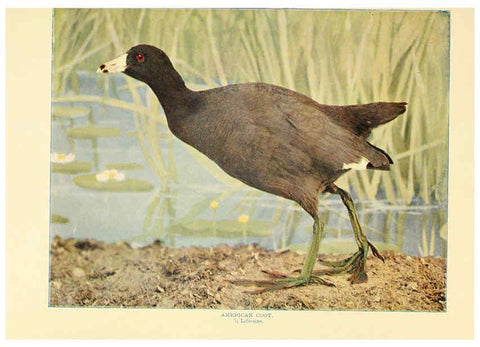 Reproducción/Reproduction 6302264658: Birds that hunt and are hunted New York :Doubleday, Page & Co.,1902, c1898
