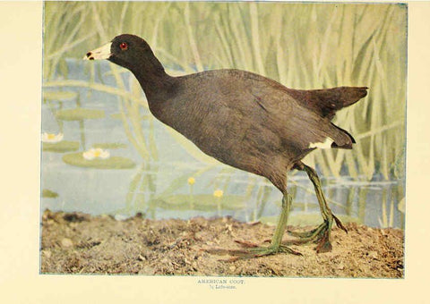 Reproducción/Reproduction 6302264658: Birds that hunt and are hunted New York :Doubleday, Page & Co.,1902, c1898