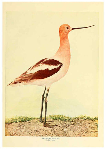 Reproducción/Reproduction 6302264832: Birds that hunt and are hunted New York :Doubleday, Page & Co.,1902, c1898