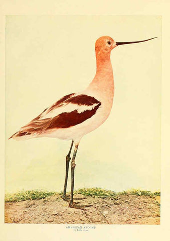 Reproducción/Reproduction 6302264832: Birds that hunt and are hunted New York :Doubleday, Page & Co.,1902, c1898