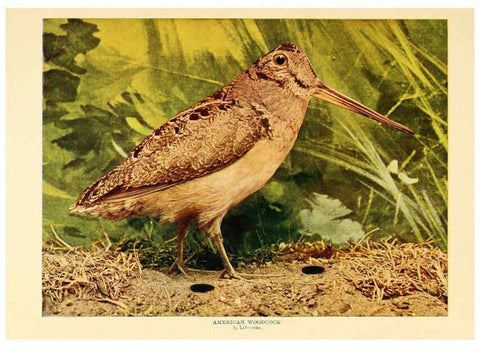Reproducción/Reproduction 6301739033: Birds that hunt and are hunted New York :Doubleday, Page & Co.,1902, c1898