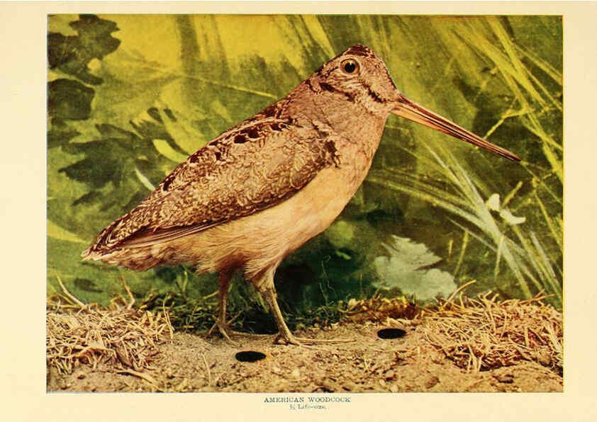 Reproducción/Reproduction 6301739033: Birds that hunt and are hunted New York :Doubleday, Page & Co.,1902, c1898