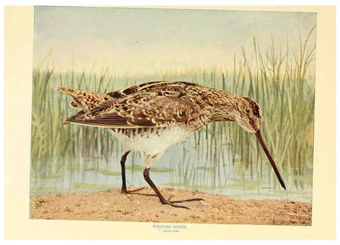 Reproducción/Reproduction 6301739271: Birds that hunt and are hunted New York :Doubleday, Page & Co.,1902, c1898