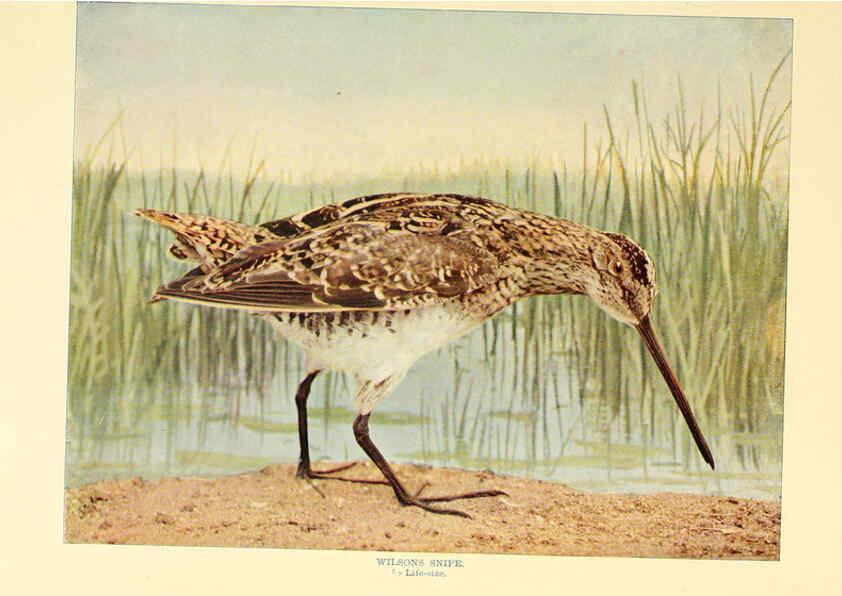 Reproducción/Reproduction 6301739271: Birds that hunt and are hunted New York :Doubleday, Page & Co.,1902, c1898