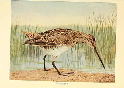 Reproducción/Reproduction 6301739271: Birds that hunt and are hunted New York :Doubleday, Page & Co.,1902, c1898