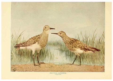 Reproducción/Reproduction 6302265408: Birds that hunt and are hunted New York :Doubleday, Page & Co.,1902, c1898