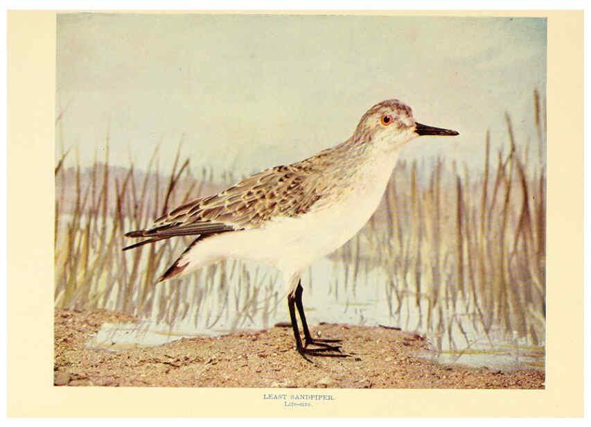 Reproducción/Reproduction 6302265578: Birds that hunt and are hunted New York :Doubleday, Page & Co.,1902, c1898