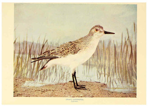 Reproducción/Reproduction 6302265578: Birds that hunt and are hunted New York :Doubleday, Page & Co.,1902, c1898