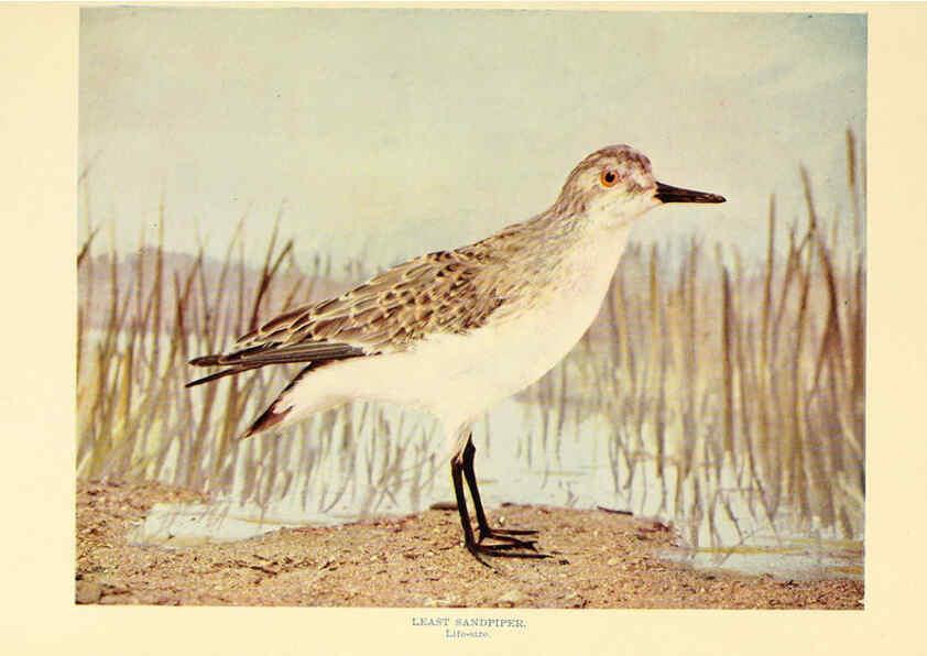 Reproducción/Reproduction 6302265578: Birds that hunt and are hunted New York :Doubleday, Page & Co.,1902, c1898
