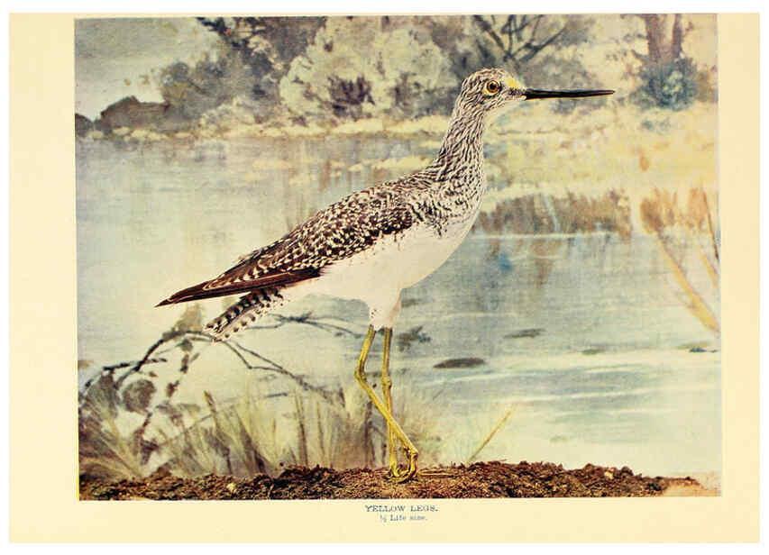 Reproducción/Reproduction 6302265762: Birds that hunt and are hunted New York :Doubleday, Page & Co.,1902, c1898