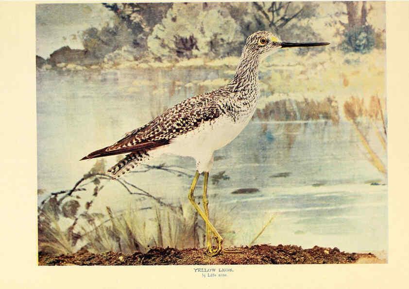 Reproducción/Reproduction 6302265762: Birds that hunt and are hunted New York :Doubleday, Page & Co.,1902, c1898