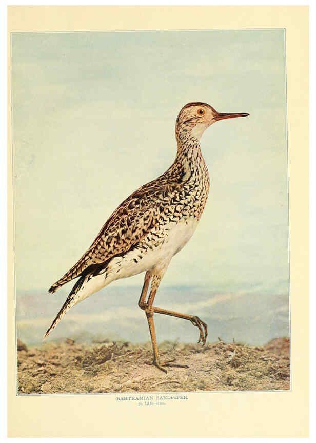 Reproducción/Reproduction 6302266058: Birds that hunt and are hunted New York :Doubleday, Page & Co.,1902, c1898